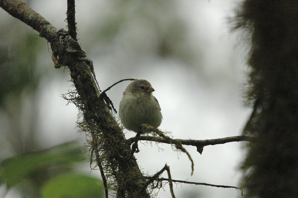 Finch, Small Tree, 2004-11035463.JPG - Small Tree Finch, Galapagos, 2004